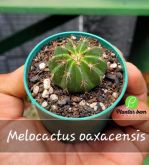 Cod. 522 - Melocactus oaxacensis P07