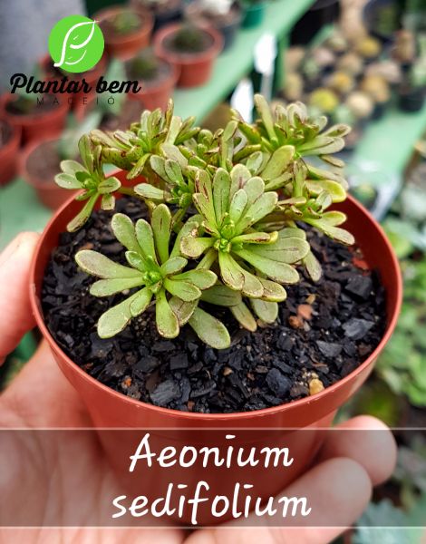 Cod. 441 - Aeonium sedifolium P09