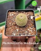 Cod. 232 - Mammillaria matudae