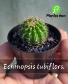 Cod. 661 - Echinopsis tubiflora P06
