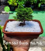 Cod. 057 - bonsai tuia nana