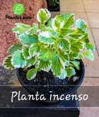 Cod. 608 - Planta incenso C13