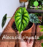 Cod. 731 - Alocasia sinuata P15