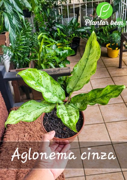 Cod. 727 - Aglaonema Cinza P15