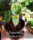 Cod. 079 - Peperomia melancia P11