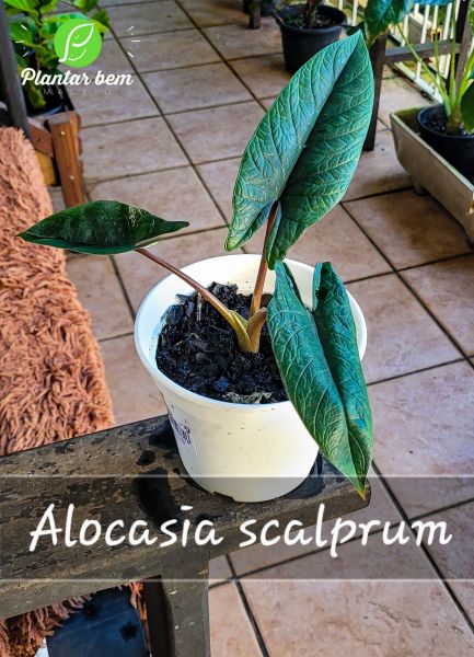 Cod. 726 - Alocasia scalprum P15