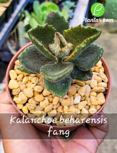 Cod. 468 - kalanchoe beharensis fang P11