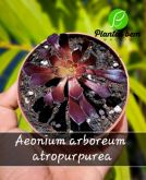 Cod. 597 - Aeonium arboreum atropurpurea P11