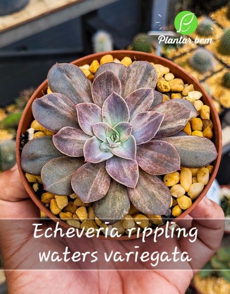 Cod. 732 - Echeveria rippling waters variegata P11