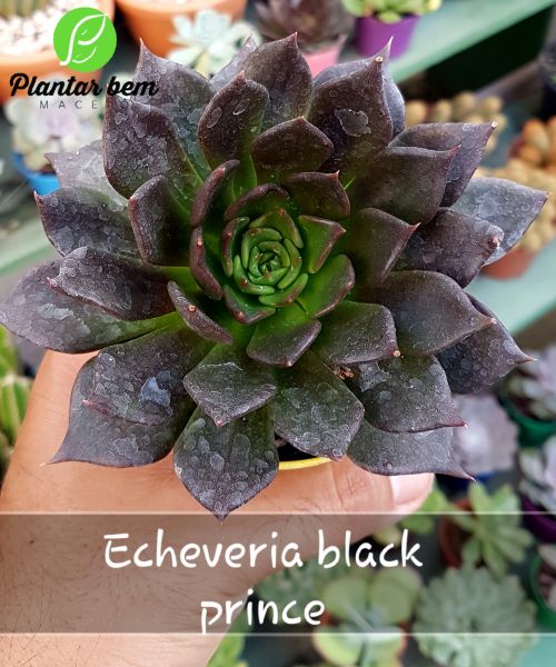 Cod. 025 - Echeveria black prince P11
