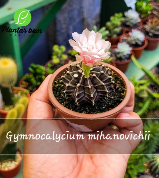 Cod. 594 - Gymnocalycium mihanovichii Cuia 08