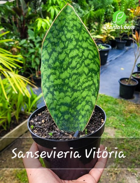 Cod. 600 - Sansevieria Vitória P15