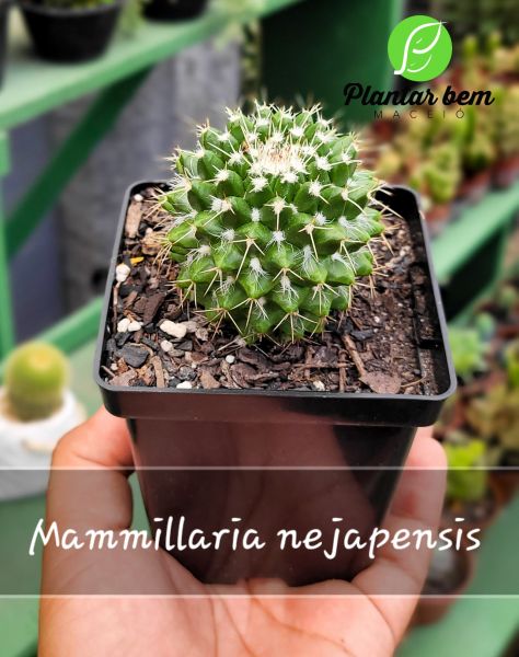 Cod. 504 - Mammillaria nejapensis