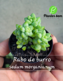Cod. 662 - Rabo de burro (sedum morganianum) P06