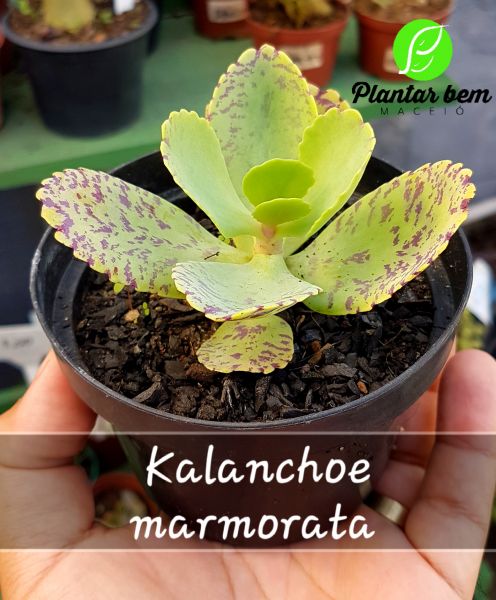 Cod. 361 - Kalanchoe marmorata P11