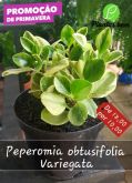 1Cód. 421 - Peperomia obtusifolia variegata P14