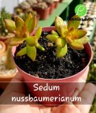Cod. 246 - Sedum nussbaumerianum P09
