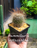 Cod. 242 - Mammillaria leptacantha P12