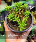 Cod. 495 - Lenophyllum texanum C13