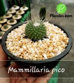 Cod. 233 - Mammillaria pico C13