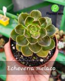 Cod. 501 - Echeveria melaco P11