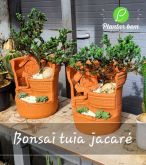 Cod. 011 -Bonsai de tuia Jacaré