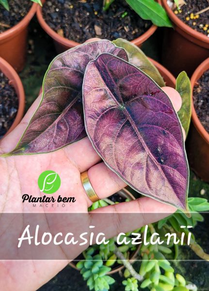 Cod. 723 - Alocasia azlanii P15