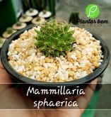 Cod. 235 - Mammillaria sphaerica C13