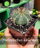 Cod. 505 - Melocactus azureus